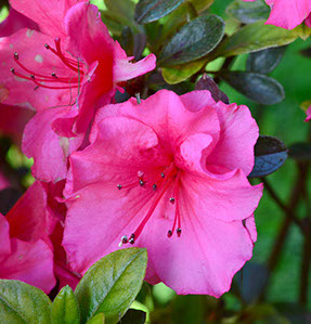 Photography is copyrighted by Stoneking Design. 