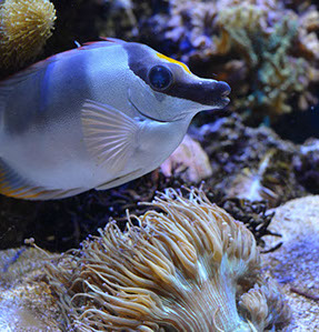 Photo take at Point Defiance Zoo & Aquarium, Tacoma, WA. Copyright Stoneking Design. 