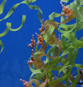 Photo take at Point Defiance Zoo & Aquarium, Tacoma, WA. Copyright Stoneking Design. 
