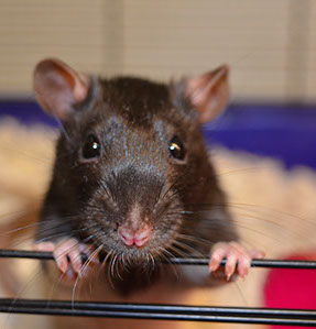 Rats can make wonderful pets. They're smart, make lasting bonds with their owner, and like to keep clean. 