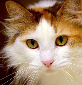 So sweet and fluffy!