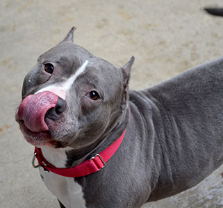 Mouse is a quite, sweet girl who found her new home. 