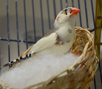 Birds can make great pets if you have the time and patience to socialize with them. 