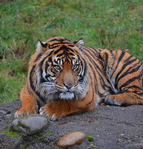 Photo take at Point Defiance Zoo & Aquarium, Tacoma, WA. Copyright Stoneking Design. 